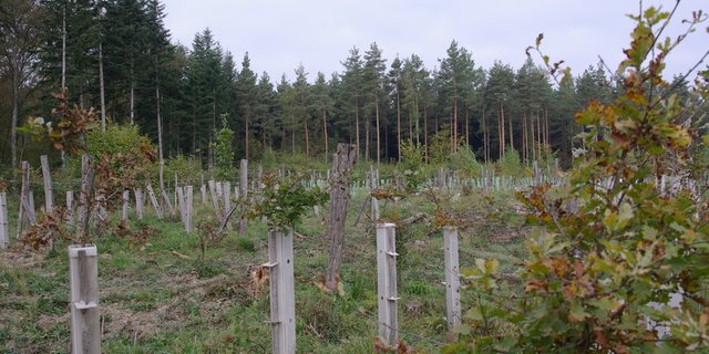 Die Annahme der Motion in der Urek-N stimme positiv, dass der Wald für die Herausforderungen der Zukunft fit gemacht werden kann, heisst es bei Wald Schweiz. (Bild WaldSchweiz/Douard) 