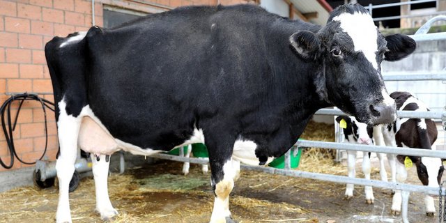 Kurz nachdem sie die 200'000kg-Marke erreicht hatte, ist Haiti gestorben. (Bild zVg)