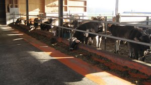 Der neue Rindviehmaststall überzeugt Familie Widmers Offenfrontstall für Masttiere mit Spaltenboden im Fress- und Auslaufbereich und Tiefstroh im Liegebereich. An einer Bauexkursion werden verschiedenste Ställe besichtigt. (Bild Anton Moser)