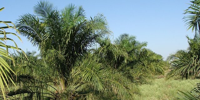 Bauernverband fordert eine klare Linie im Umgang mit dem Palmöl-Handel. (pd)