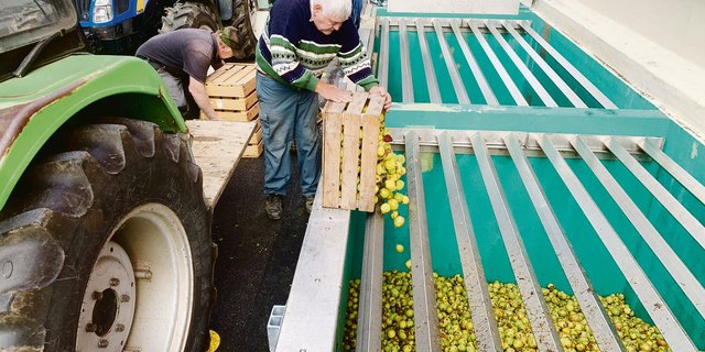 Bauern beim Leeren ihre Harassen mit reifen Mostbirnen Anfang Woche: Im Vergleich zum Vorjahr sind die Anlieferungen bei der Ramseier Suisse Mosterei in Sursee derzeit gering.  (Bild Josef Scherer)