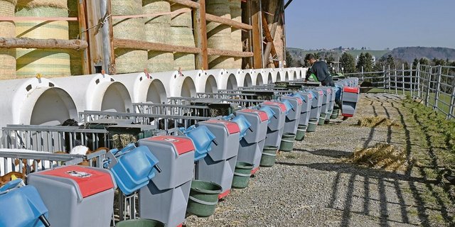 «Neue Entwicklungen in der Kälberhaltung Europas»: Nach einer Bürgerinitiative muss der Gesetzgeber über die Bücher.