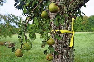 Markierung mit gelben Band soll Passanten einladen, Obst abzulesen (Bild Esslinger Zeitung) 