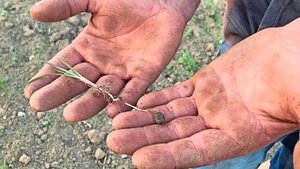 Aufgrund seiner Knöl Aufgrund seiner Knöllchen wird das Erdmandelgras leicht mit Maschinen von einer Parzelle zur anderen verschleppt. Zur Befallssituation in der Schweiz gibt es keinen Überblick.