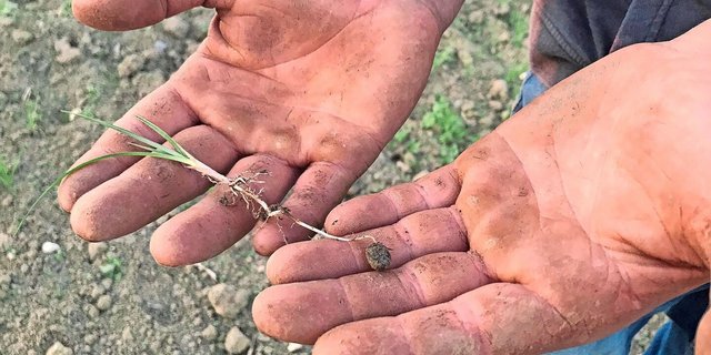 Aufgrund seiner Knöllchen wird das Erdmandelgras leicht mit Maschinen von einer Parzelle zur anderen verschleppt. Zur Befallssituation in der Schweiz gibt es keinen Überblick.