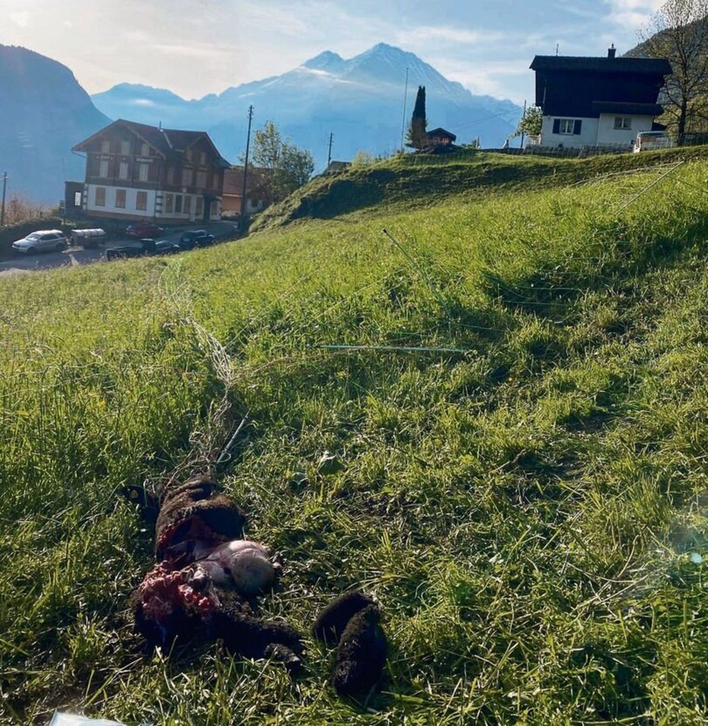 Unweit von Wohnhäusern und einem beliebten Wanderweg hat der Wolf in zwei Nächten in Folge zugeschlagen. 