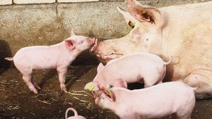 Die Ställe der IPS-Schweineproduzenten stehen. Einfach mehr Tiere auf der gleichen Fläche zu halten, gehe nicht. Den Produzenten fehlt die Planungssicherheit.   