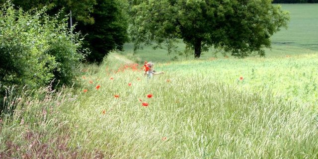 Strukturen wie Hecken und Einzelbäume helfen den Insekten. (Bild Agrimage)