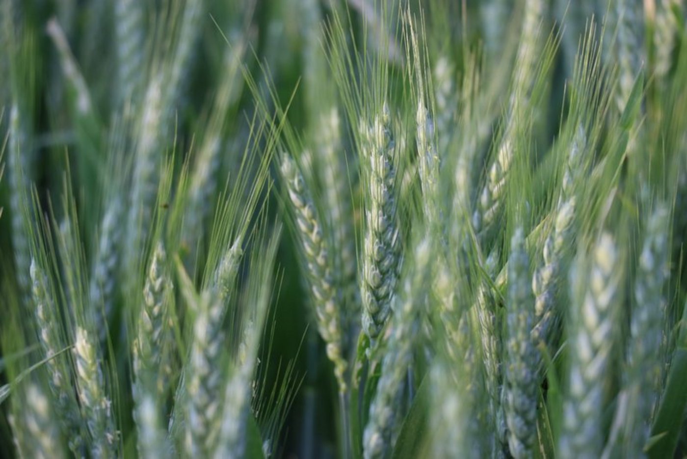 Den nassen Frühling habe der Weizen gut überstanden, meint Sandro Rechsteiner von IP-Suisse. (Bild BauernZeitung/rae)