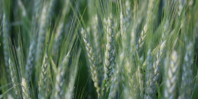 Den nassen Frühling habe der Weizen gut überstanden, meint Sandro Rechsteiner von IP-Suisse. (Bild BauernZeitung/rae)