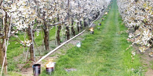 Mit Frostkerzen wird diese Steinobstkultur vor Kälte geschützt. (Bild RoMü)