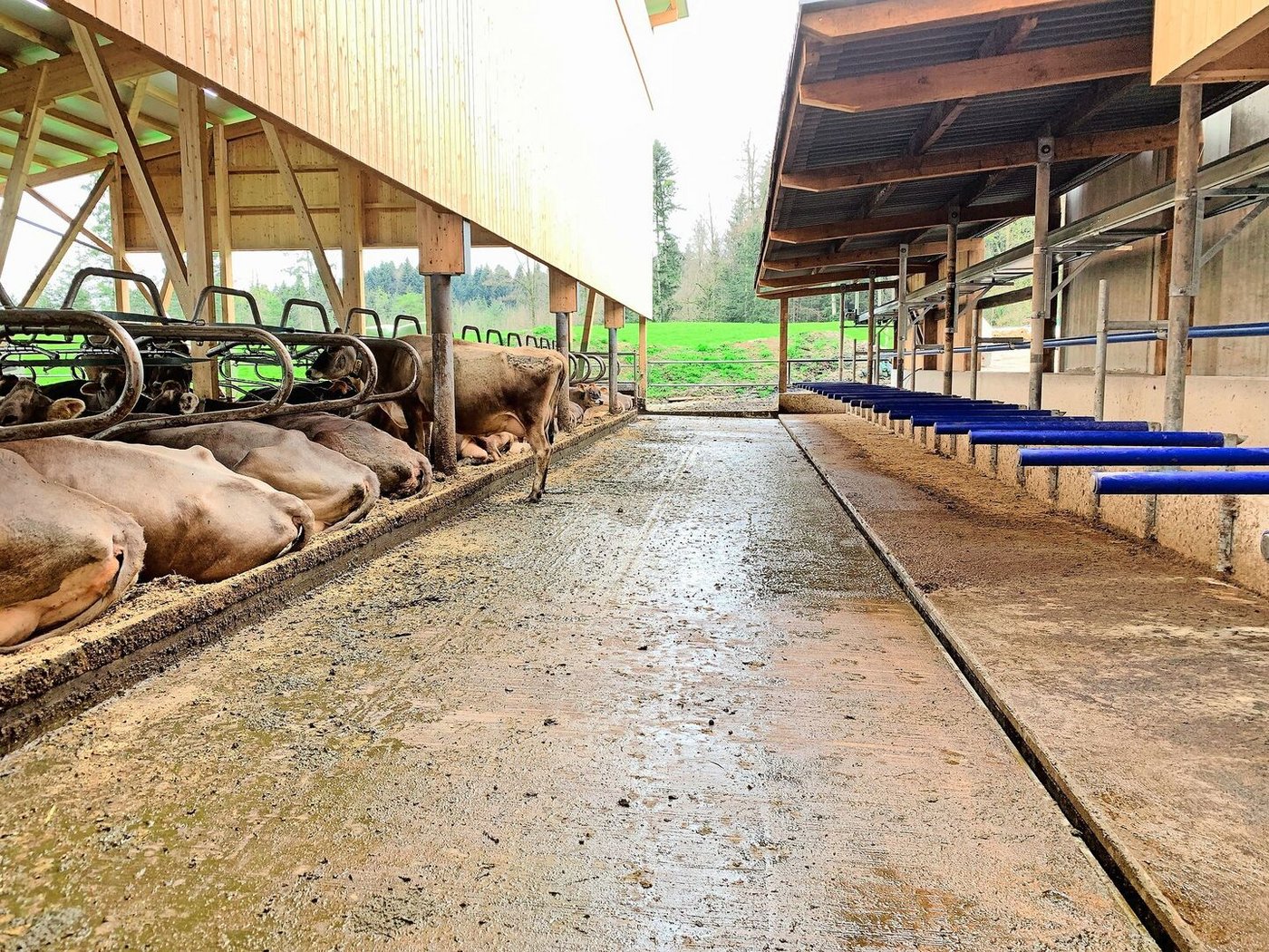 Der Musterstall bei Roman Zimmermann in Merlischachen wurde im April 2023 präsentiert. Erhöhte Fressbereiche und Laufflächen mit Harnrinne tragen zu weniger Ammoniak bei.  