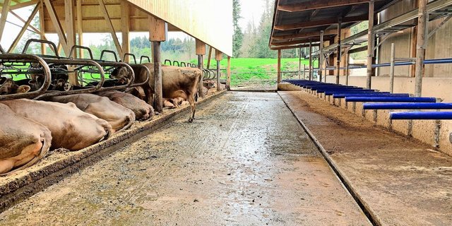 Der Musterstall bei Roman Zimmermann in Merlischachen wurde im April 2023 präsentiert. Erhöhte Fressbereiche und Laufflächen mit Harnrinne tragen zu weniger Ammoniak bei.  