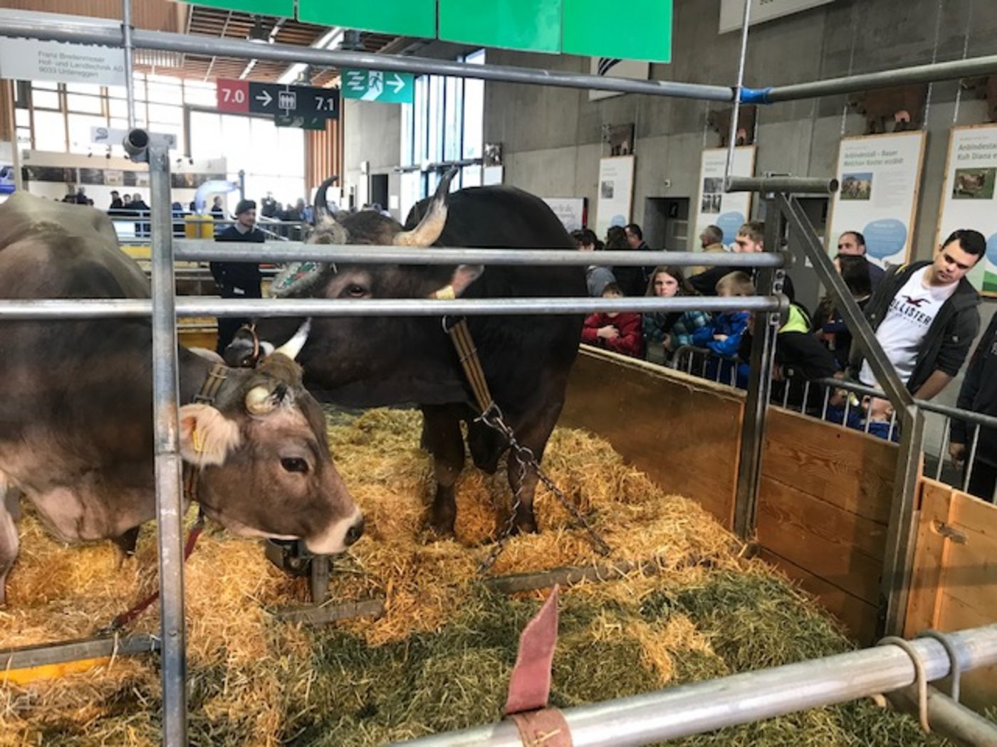 Vielbeachteter Star: Kolin, der Siegerstier des ESAF 2019 in Zug. (Bild akr) 
