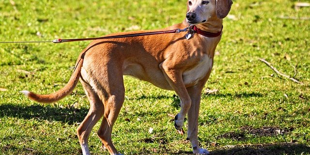 Der Landwirt stieg von seinem Traktor und drohte, den Hund mit einer Eisenstange zu erschlagen. (Symbolbild pixabay)