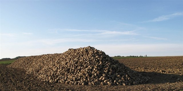 Dank neuen Züchtungen könnte eine Zuckerrübe bald mehr Zucker liefern. (Bild Irene Strebel/landwirtschaft.ch)