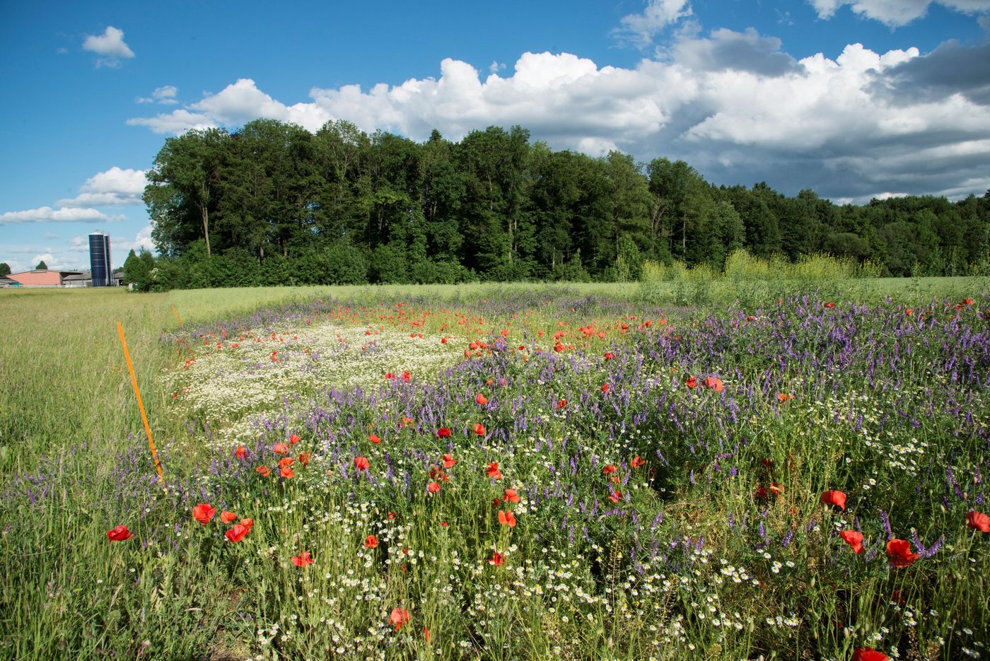 Die Massnahmen, die momentan zur Förderung der Biodiversität ergriffen werden, reichen nicht aus, hält Agroscope fest. (Bild Agroscope)