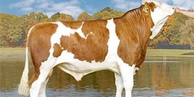 Vulkan P aus der Zucht von Ueli Kamber aus Balsthal SO, ist der erste reine hornlose Simmentalerstier mit Code 60.