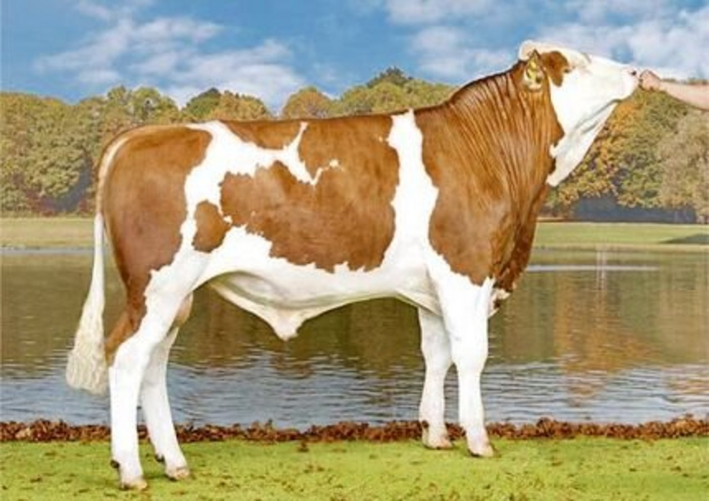 Vulkan P aus der Zucht von Ueli Kamber aus Balsthal SO, ist der erste reine hornlose Simmentalerstier mit Code 60.