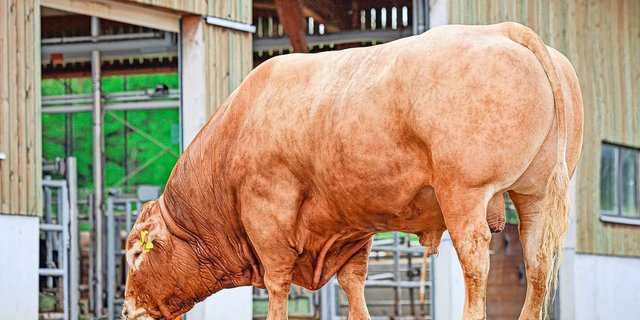 Hoch im Kurs: Haribo ist der von Swissgenetics meistverkaufte Limousinstier im letzten Geschäftsjahr.