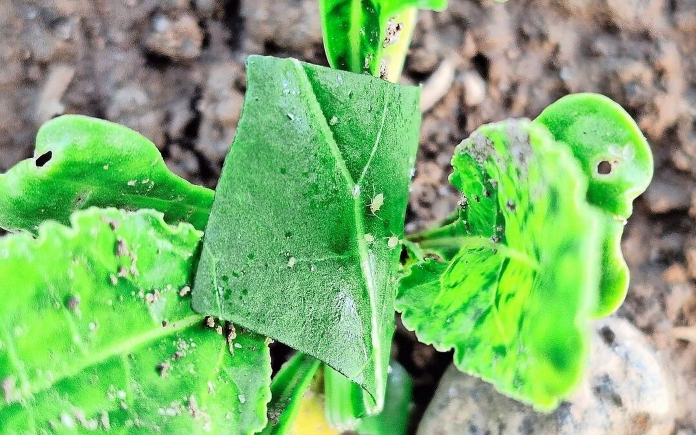 Die Grüne Pfirsichblattlaus gilt als Hauptüberträgerin der virösen Vergilbungskrankheit in Zuckerrüben.