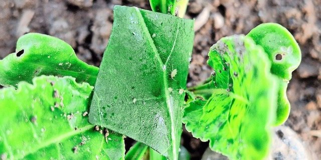 Die Grüne Pfirsichblattlaus gilt als Hauptüberträgerin der virösen Vergilbungskrankheit in Zuckerrüben.
