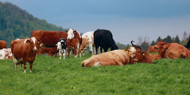 Die Kuh soll als Bestandteil eines natürlichen Kreislaufes betrachtet werden, nicht als Klimakillerin, hiess es am Nordwestschweizer Mutterkuhtag am LZ Liebegg. 