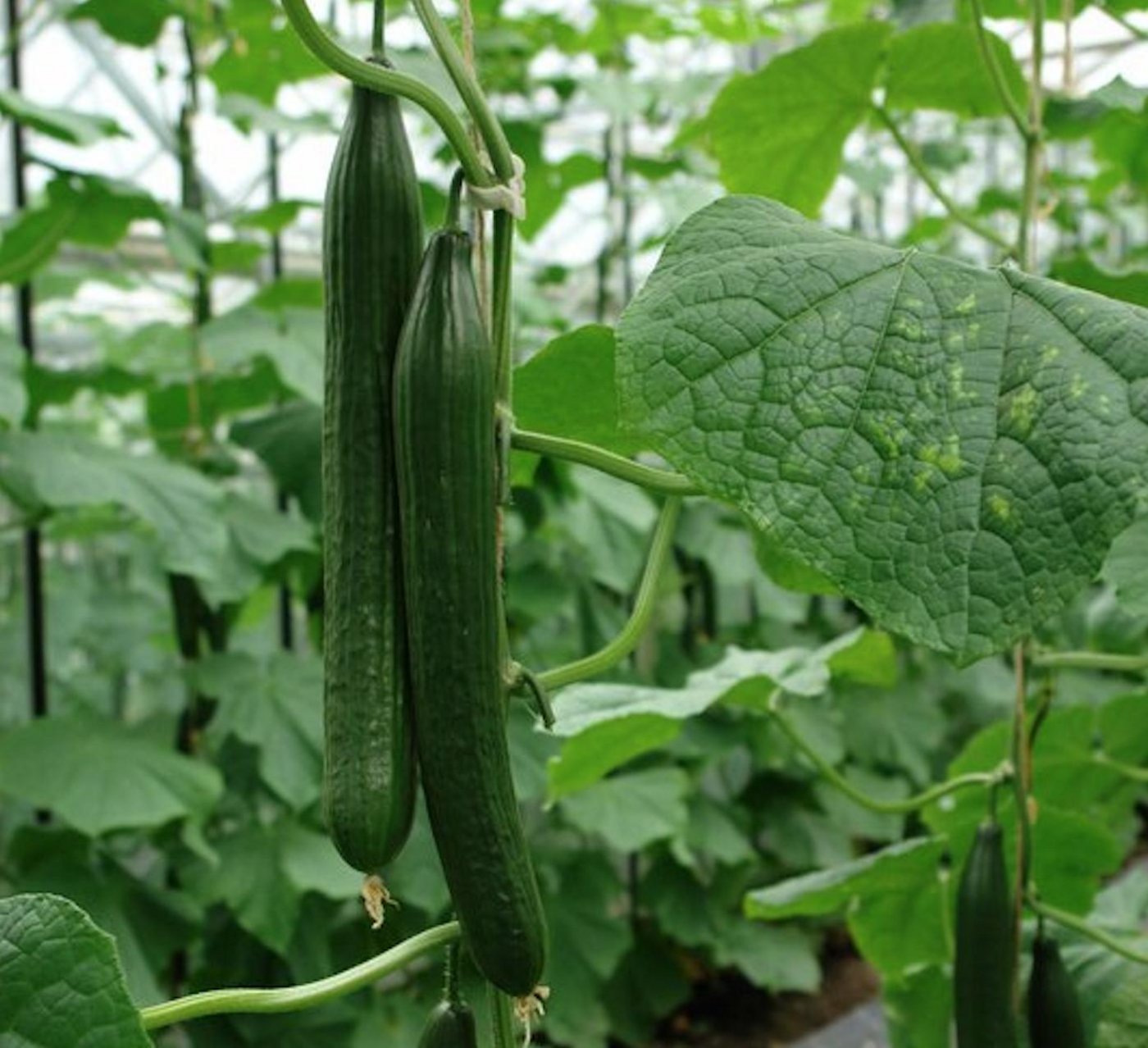 Gurken wachsen auch in der Schweiz. Ob sie als «Martins Salatgurke» verkauft werden, ist nicht bekannt. (Bild BauZ)