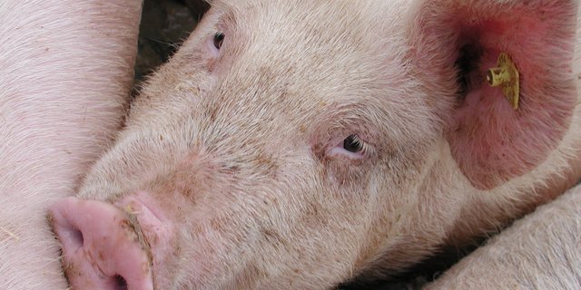 In Deutschland sind die Schlachtschweinepreise unter Druck. (BIld BauZ)