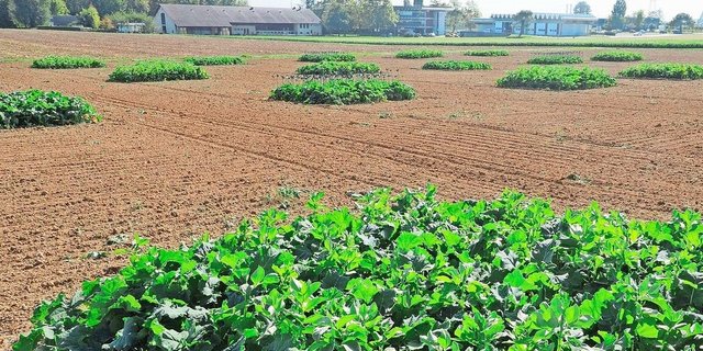 In einem Feldversuch untersuchte Agroscope den Einfluss von Raps in Mischkultur auf den Schädlingsdruck im Raps.  