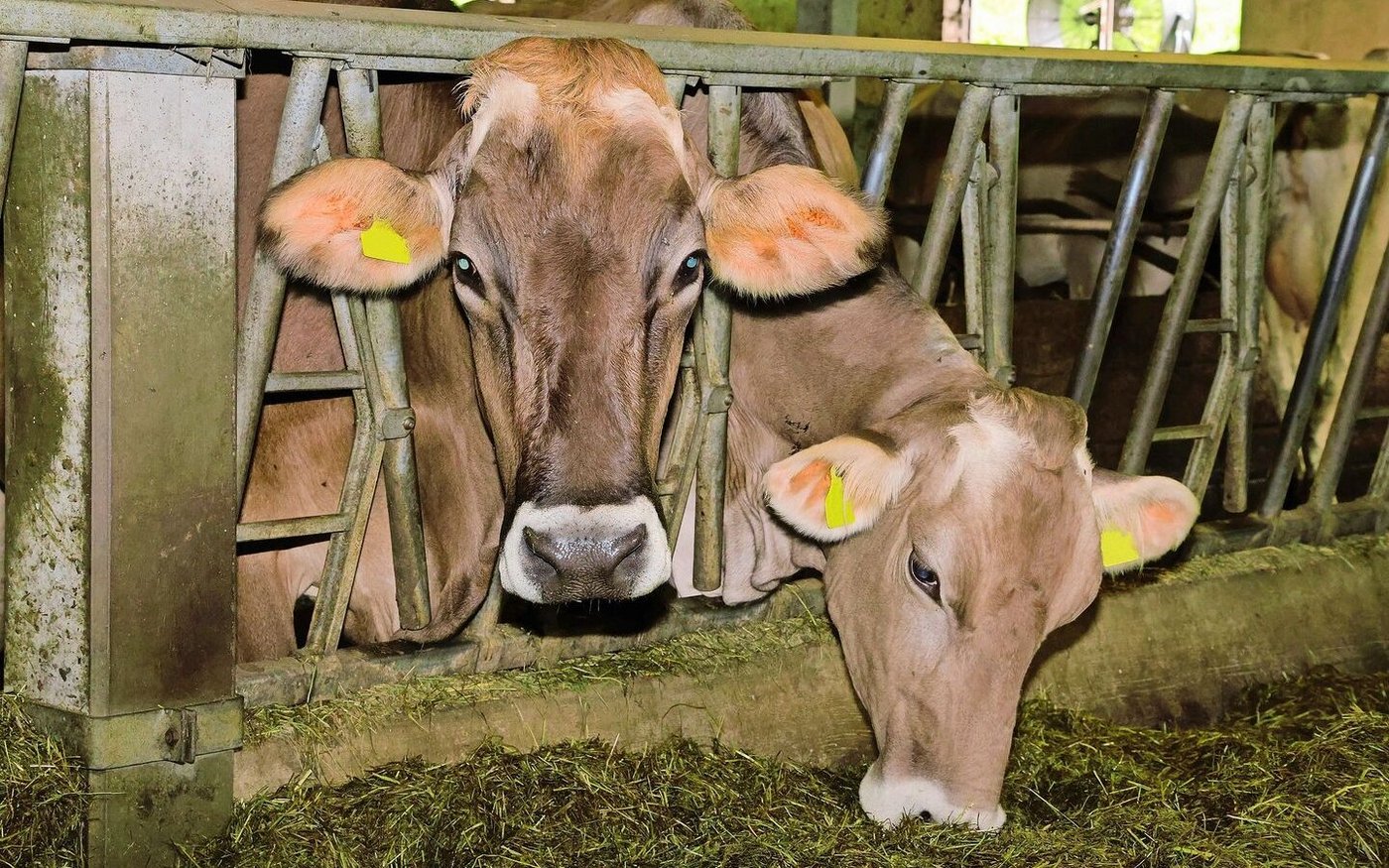 Noch stehen 25 Milchkühe der Rassen Brown Swiss und Red Holstein auf dem Betrieb. In Zukunft möchte Thomas Scherrer auf die Aufzucht von Rindern setzen. 