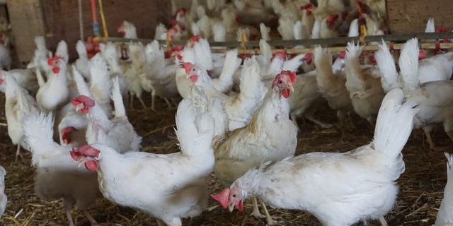 Betriebe ab 500 Legehennen oder 1500 Mastpoulets werden unter anderem ab nächstem Januar strenger kontrolliert. (Symbolbild, lid)