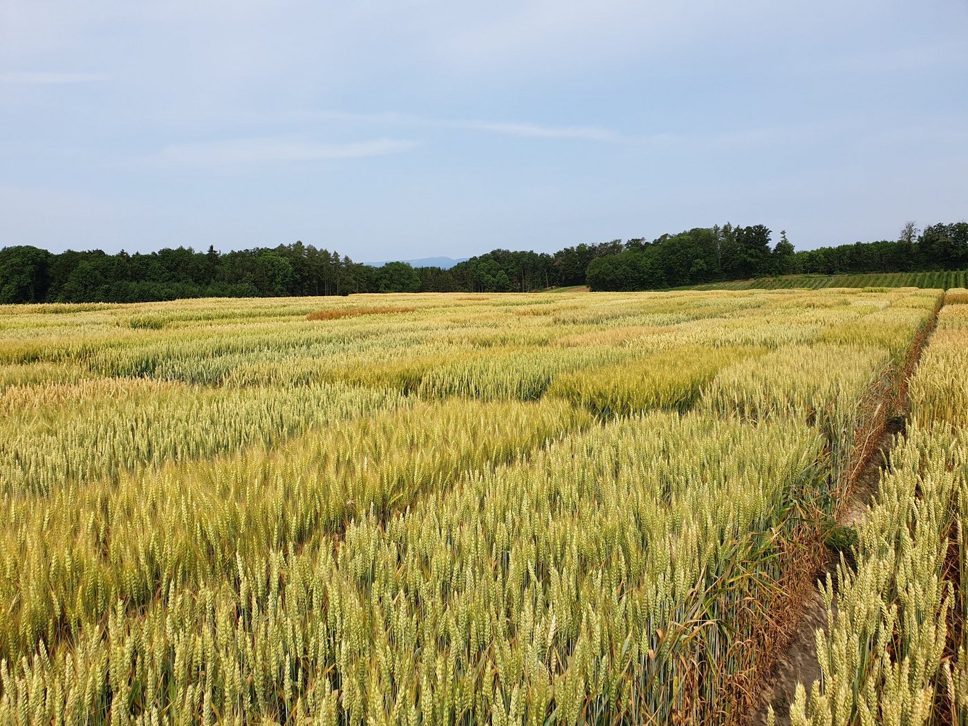 Herkömmliche Zuchtverfahren sind sehr aufwändig. (Symbolbild LID)