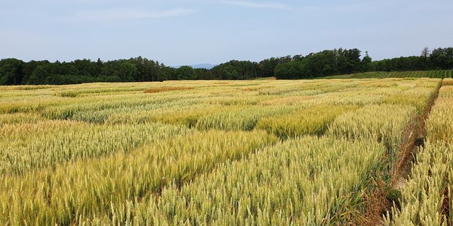 Herkömmliche Zuchtverfahren sind sehr aufwändig. (Symbolbild LID)