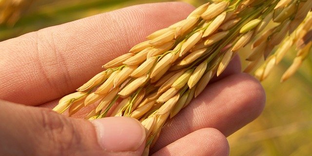 Bei dem Anbauversuch in Brugg ging es in erster Linie um Biodiversität. (Symbolbild Pixabay)