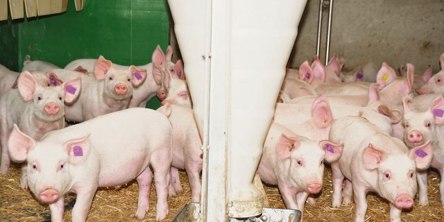 Blick in einen Aufzuchtstall im Bernbiet: Tierwohl, Fleischqualität und die Tiergesundheit sind die Trümpfe der Schweizer Schweinehaltung.  Letzteres wird nun in der Vermarktung wichtig.  (Bild Armin Emmenegger)