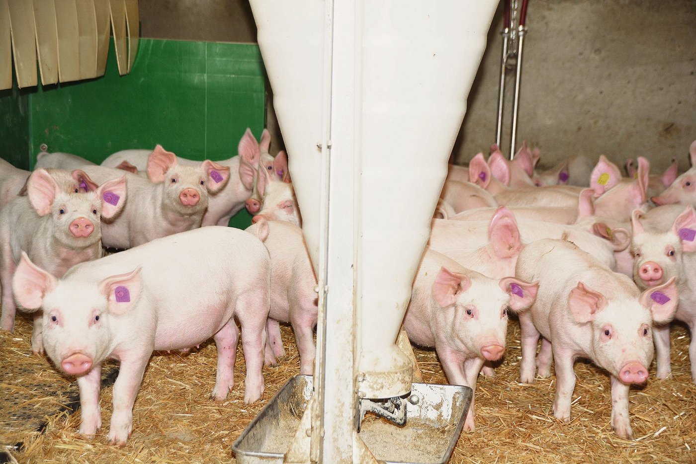 Blick in einen Aufzuchtstall im Bernbiet: Tierwohl, Fleischqualität und die Tiergesundheit sind die Trümpfe der Schweizer Schweinehaltung.  Letzteres wird nun in der Vermarktung wichtig.  (Bild Armin Emmenegger)