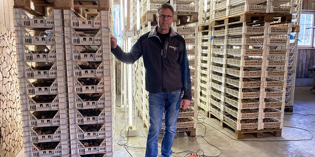 Im Vorkeimraum von Kartoffelbauer Daniel Erb keimen die Frühkartoffeln bei 8 bis 12°C, 85% Luftfeuchtigkeit und einer Dauerbelichtung. (Bilder Katrin Erfurt)