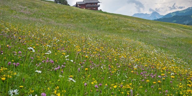 Auch auf der Alp kommt man heute kaum mehr ohne Internetanschluss zurecht. (Symbolbild Pixabay)