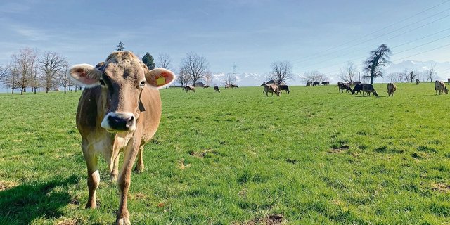 Milchkühe auf der Weide – Rindvieh verursacht einen Grossteil der Treibhausgasemissionen in der Landwirtschaft. 
