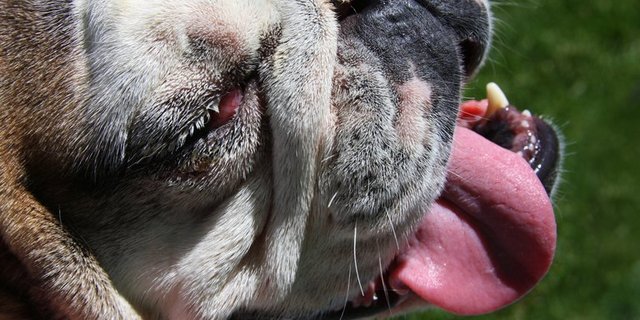 Die Zucht hat bei manchen Tieren zu gesundheitlichen Problemen geführt. (Bild pd)