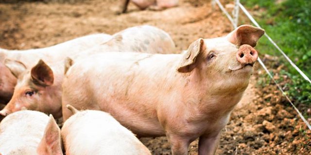 Schweine auf Bauernhof