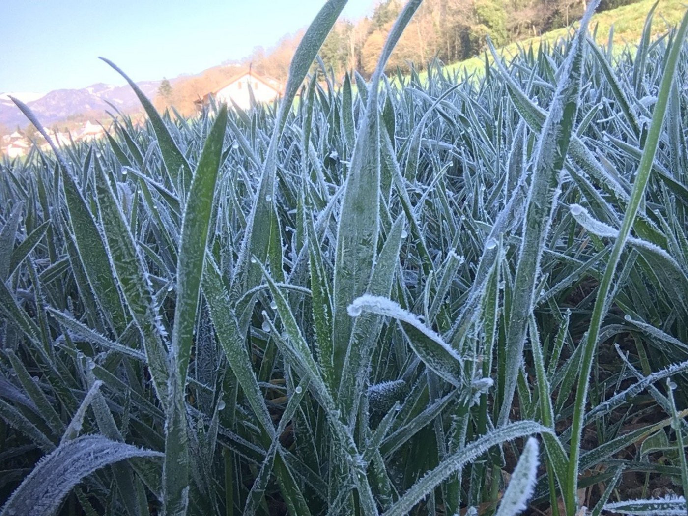 Frostnächte prägen den April. Es wird davon abgeraten, die Pflanzen mit Pflanzenschutzmitteln zusätzlich zu stressen. (Bild Andrea Zemp)