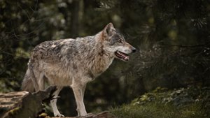 Grauwolf / Europäischer Wolf in schöner Natur Canis lupus HQ
