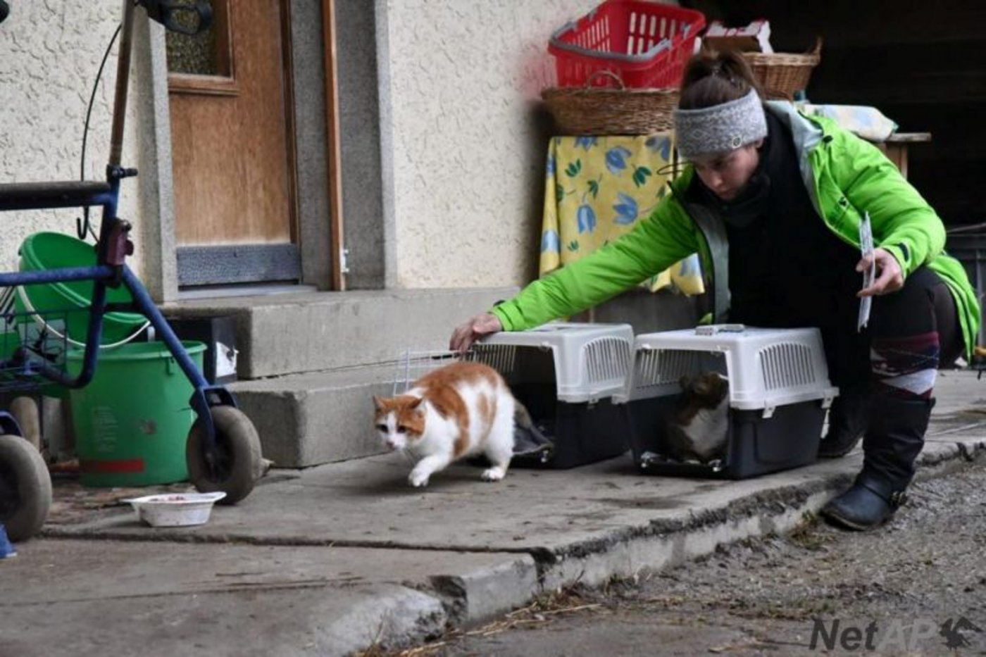 Die Tierschutzorganisation Netap sucht Landwirte, die wilde Katze aufnehmen. (Bild Netap)