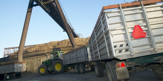 Nach dem Verlad werden die Rüben nach Aarberg zur Zuckerfabrik gefahren. (Symbolbild BauZ)