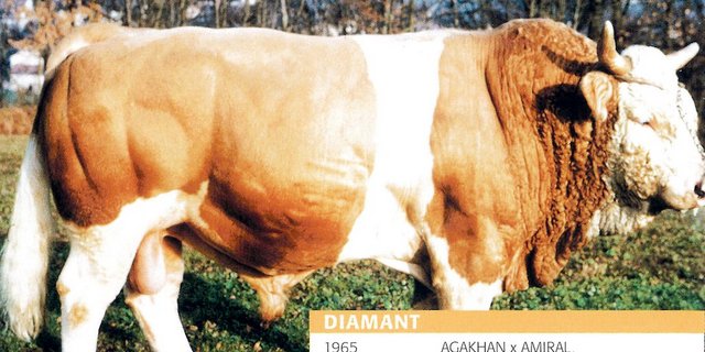 Diamant Palézieux war mit seinem Exterieur in den 70er-Jahren der Hingucker unter den KB-Stieren. Er hinterliess viele gute Kühe (Bild KB-Verband)