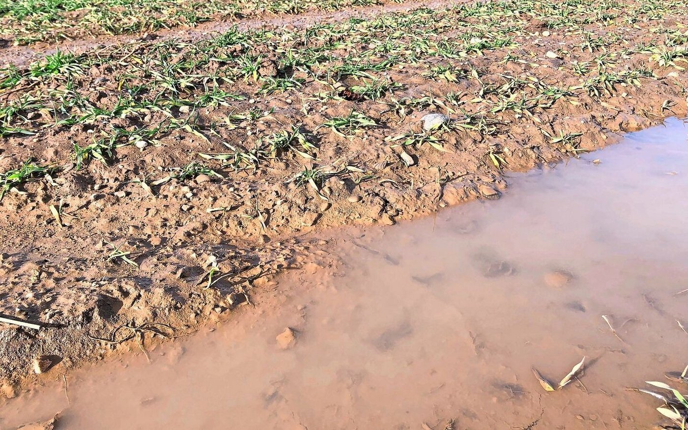 Winter- und Frühlingsniederschläge sind ebenfalls zu berücksichtigen. Bei trockenen Bedingungen sinkt der berechnete N-Bedarf.