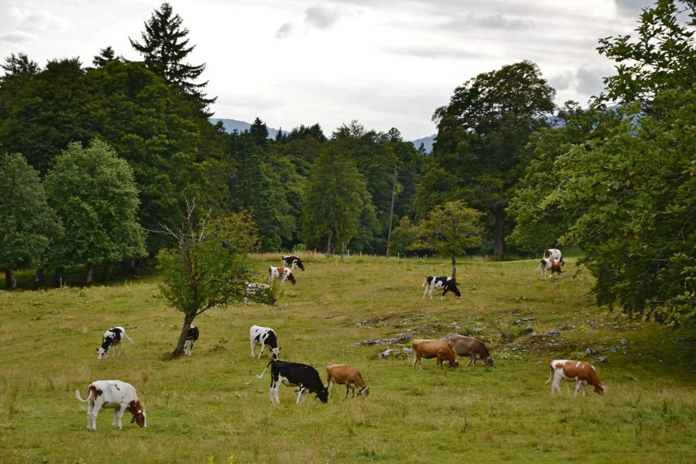 Im Jura hat es nicht viel geregnet und das Futter wird knapp.(Bild pf)