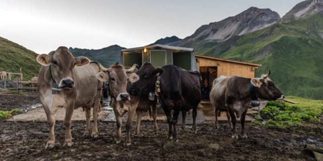 Kühe auf der Alp - nachhaltig oder nicht? Die unten vorgestellten Monitoring-Systeme können helfen. (Bild BauZ)